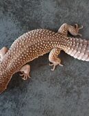 +38g Männchen Weibchen adult zuchtreif Leopardgecko in 13505