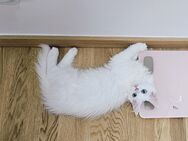 Reinrassige Maine Coon Katzen - Frankfurt (Main)