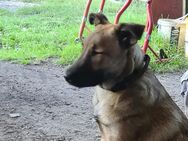 Schäferhund Mischling Hündin sucht Dich/Euch - Uebigau-Wahrenbrück