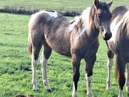 buckskin-tobiano Paintstute - Eichenzell