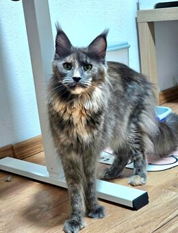 XXL-Maine-Coon-Dame Katze Mädchen - Lemberg