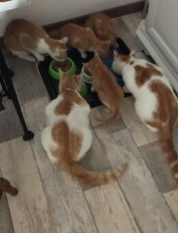 3 junge Katzen (Baby`s) abzugeben - Meuselwitz Wintersdorf