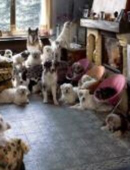 Pflegestellen für Hunde in NRW gesucht - Rösrath