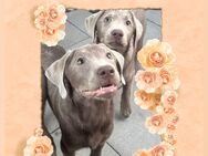 Reinrassige Labrador welpen mit Papieren - Ingolstadt