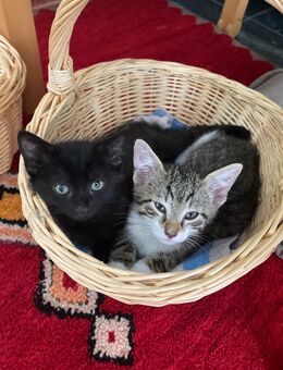 Wunderschöne Babykatzen suchen neues Zuhause - Augsburg