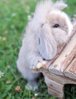 Zwergkaninchen Löwenkopf mix Zwergwidder Die Kaninchen sind nicht SCHÜCHTERN ;) - Schöntal