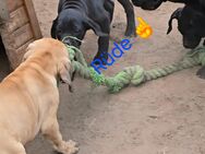 Presa Canario x Cane Corso - Möllenbeck (Landkreis Mecklenburgische Seenplatte)