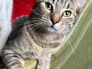 liebevolle Katze *Yeti* ❤️ - Rambin