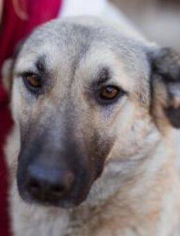 Beauty♥Fly♥ herzliche,treue Fellfreundin - Hamburg