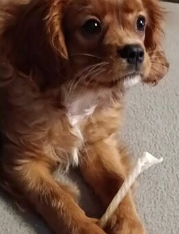 Charmanter Cavalier King Charles Spaniel Welpe sucht liebevolles Zuhause! 🐾 - Hagen (Stadt der FernUniversität) Vorhalle