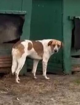 🌸Sanfte Francis braucht Schutz🌸 - Eislingen (Fils)