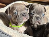 8 Reinrassige Französische Bulldoggen Welpen Schoko Blue Black Brindle - Plößberg
