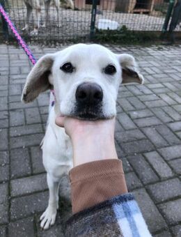 Anja - Liebe, tolle Hündin sucht Familie - Berlin