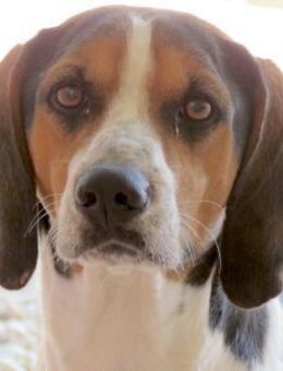 Bagley -liebt Menschen- - Oldenburg