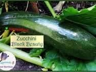 ♥ BIO Zucchini Black Beauty Samen samenfest Gemüse Tulpenstolz Garten,schwarze dunkelgrün, Saatgut,seeds,alte Sorte - Hamburg