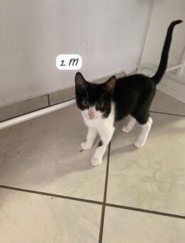 Drei Kater und ein Kätzchen in liebevolle Hände abzugeben - Kirchheim (Weinstraße)