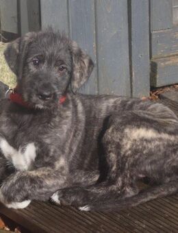 Irish Wolfhound Welpe, Hündin VDH/FCI - Münchberg