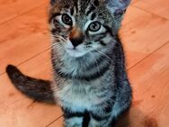 Kitten in Liebevolle Hände abzugeben - Todtnau