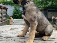 Deutsche Schäferhund Welpen - Speyer
