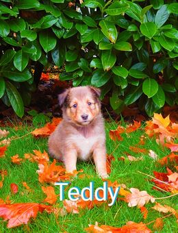 Sheltie Welpen mit Stammbaum suchen ein neues Zuhause - Emstek