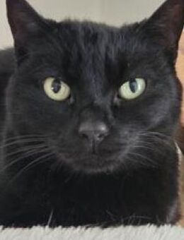 Ciel - ruhiger, verspielter Schmusekater - Poing