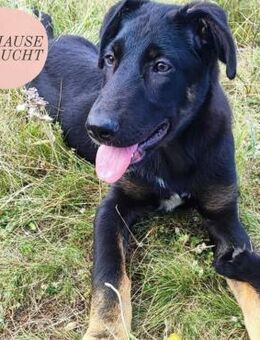 Menschenbezogene FERRA sucht Familie❤️ - Saarbrücken