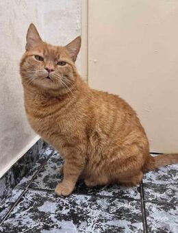 TIGGER - findet Menschen super - Sulzbach-Laufen