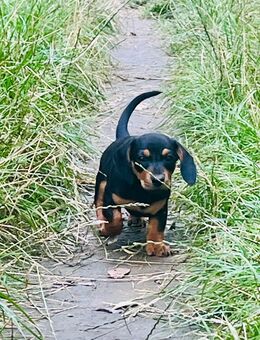 Dackelwelpen Black tan - Mainz
