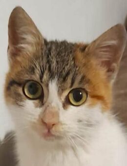 Wally sucht liebe Familie - Lenzen (Elbe) Zentrum