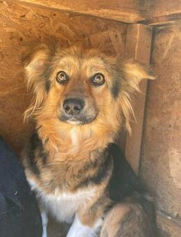 Süsse MILLIE sucht ihr Zuhause - Neuberg