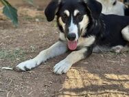 Dafne sucht ein zu Hause - Dresden