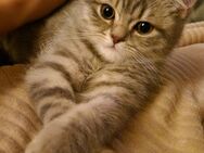 Britisch Kurzhaar Jungkater - Schorndorf (Baden-Württemberg)