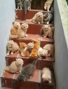 Kittenbaby - Hamburg Eimsbüttel