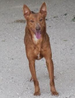 Pina sucht ihre Familie - Niedereschach