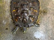 Schildkröten, Wasserschildkröten - Gelsenkirchen