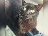 Bkh katze - Hechingen