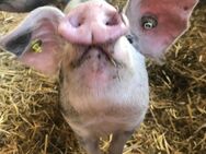 Bio Ferkel - Salzkotten