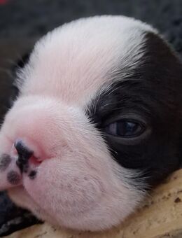 Boston Terrier welpen zu verkaufen - Lemgo