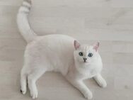 BKH Deckkater - Recklinghausen