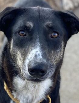 Mareen, geb. ca. 12/2017, Griechenland - Euskirchen