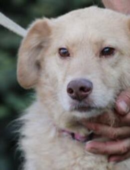 Diras - kinderlieber Familienhund - Lohra