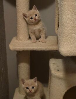 BKH Kitten MischlingsKitten - Siegen (Universitätsstadt) Eiserfeld
