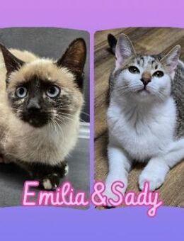 EMILIA&SADY - suchen zusammen ihr Glück - Sulzbach-Laufen