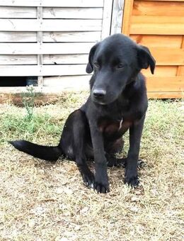 Marko - sucht sein Glück - Dingolfing