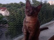 2 Katzenbabys suchen ein neues Zuhause - Köln