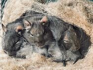 Degu Mädelsgruppe - Muldestausee