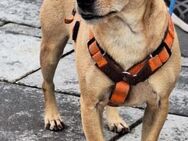 RAYO - perfect Match 🐶❤️🐶 - Neudenau