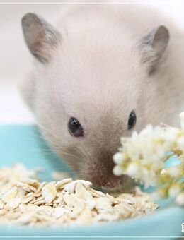 Freundliche, zahme Goldhamster & Teddyhamster - Egling