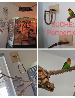 Suche: Pfirsichköpfchen - Gelsenkirchen Resser-Mark