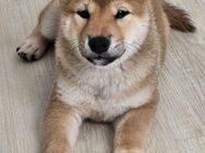 REINRASSIGE SHIBA INU WELPEN - Soest